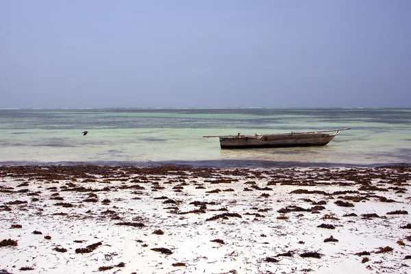 Pájaro la laguna azul relax zanzíbar africa costa barco p —  Fotos de Stock