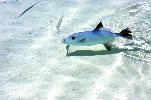 Fische isla contoy in mexiko — Stockfoto