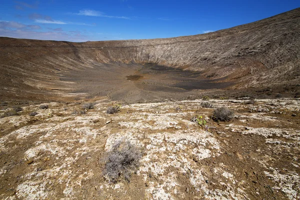 ロス ボルカネス ランサローテ島スペイン植物花ブッシュの夏 — ストック写真