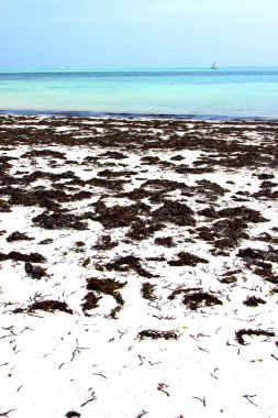 Zanzibar beach yosununa Hint Okyanusu yelken