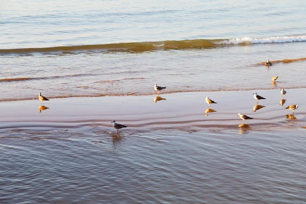 Abstrait au Maroc mer afrique océan vague et oiseau — Photo