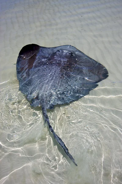 RAS vis in de blauwe lagune ontspannen van sian kaan — Stockfoto