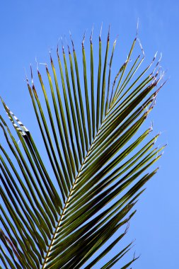 Kho tao bay Asya Isle beyaz ağaç gökyüzünde kabuk