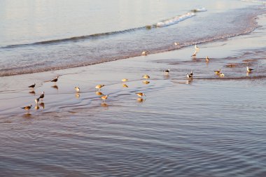 Fas Afrika okyanus dalga deniz ve kuş soyut