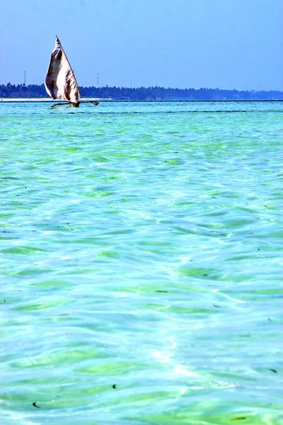 Beach   in zanzibar seaweed  plant — Stock Photo, Image