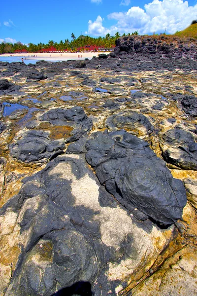 Andilana beach seaweed   indian    sky and rock — Stock Photo, Image