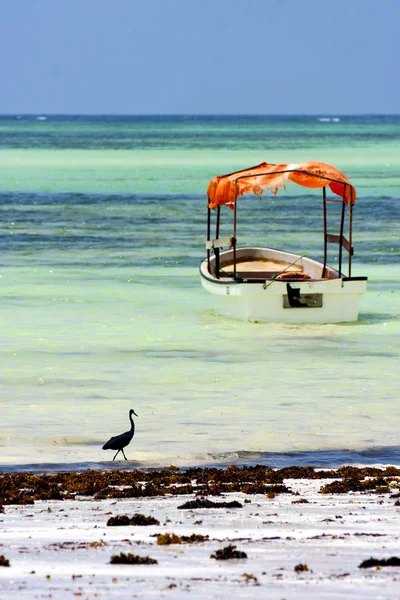 Loď pirague pták v zanzibar Afrika pobřeží — Stock fotografie