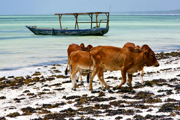 Afrikanische Kuhküsten-Piraterie in der blauen Sansibar — Stockfoto