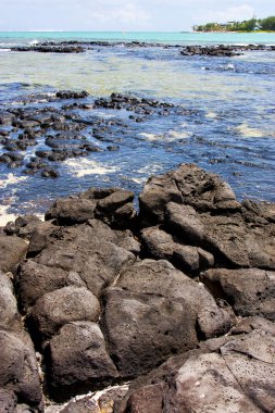 Hint Okyanusu deus cocos Mauritius