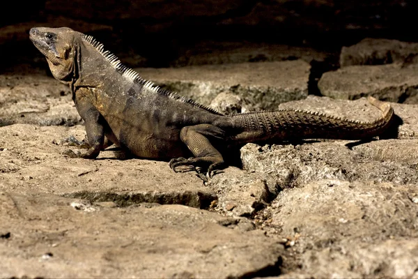 Lado de tulum areia Varanus — Fotografia de Stock