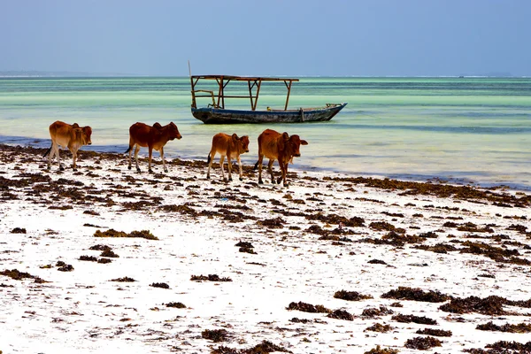 Vaca costa barco pirague en la laguna azul relajarse de África — Foto de Stock