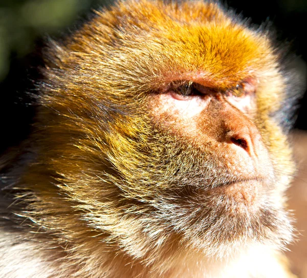 Stary małpa w Afryka Maroko i naturalnym tle fauny blisko — Zdjęcie stockowe