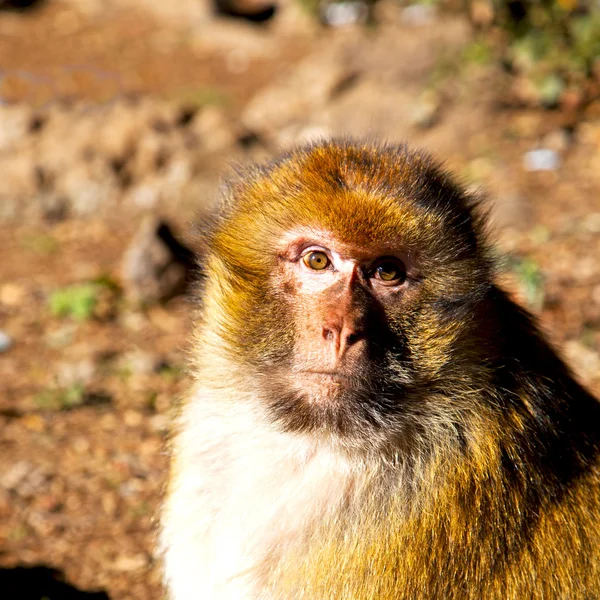 Alter Affe in Afrika Marokko und natürliche Hintergrundfauna schließen — Stockfoto