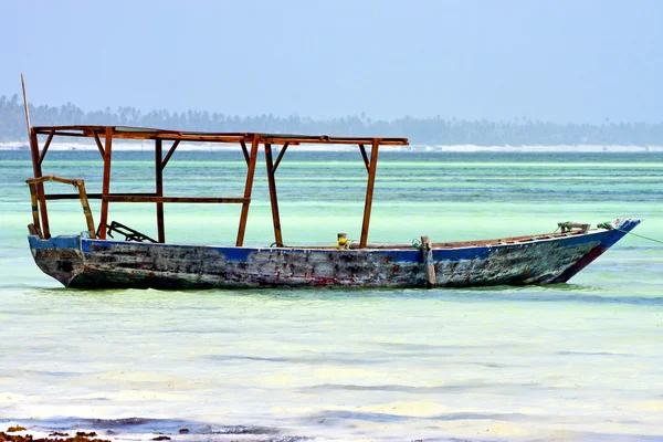 Пляж в Занзибаре с водорослями — стоковое фото