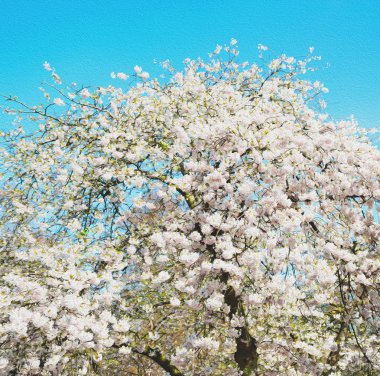 Londra'da doğal beyaz ağaç ve çiçek çiçek park