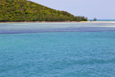    Yeşil lagün ve ağaç defne kıyı şeridi 