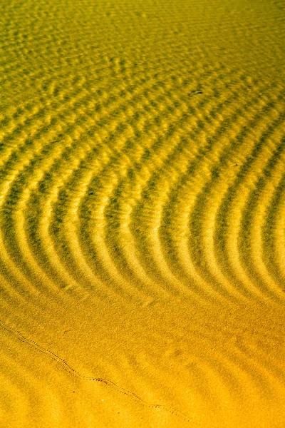 The brown   dune   sahara morocco green — Stock Photo, Image