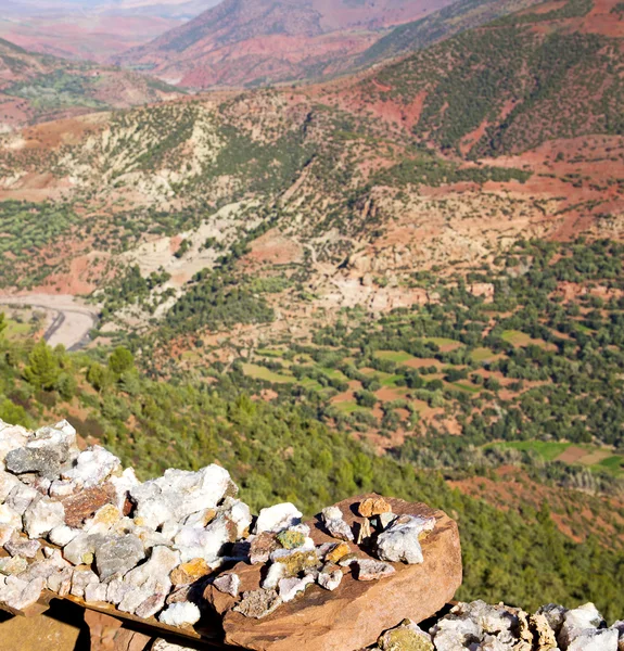 Atlas Fas Afrika yere ağaç ve nobo dades vadide — Stok fotoğraf