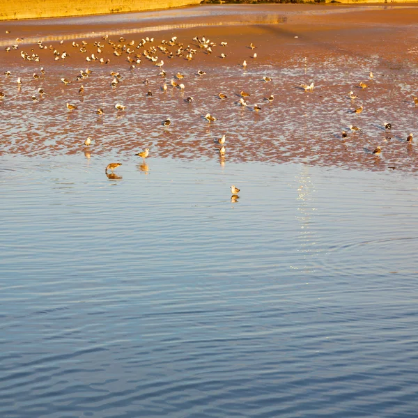 Abstrait au Maroc mer afrique océan vague et oiseau — Photo