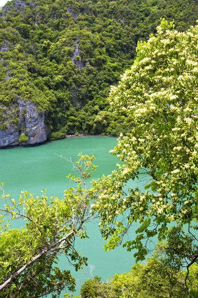 Kusten i en grön Kina havet thailand kho phangan bay — Stockfoto