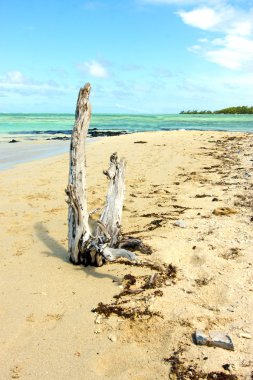 Ile du cerfs yosun Hint ölü ağacında