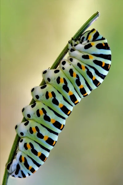 Papilionidae in einer gekrümmten — Stockfoto