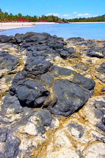 Andilana beach seaweed in indian ocean   rock — Stock Photo, Image