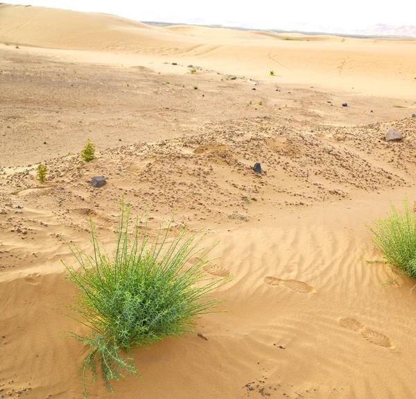 Palm in de woestijn oasi morocco sahara africa duin — Stockfoto