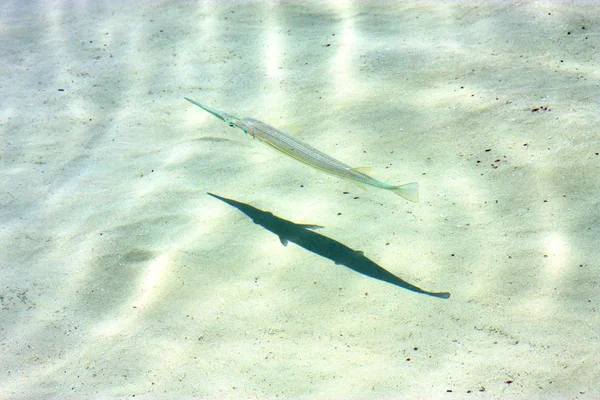 Fisch in Mexiko Schaum und — Stockfoto