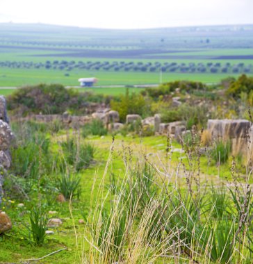 Volubilis Fas Afrika eski Roma bozulan anıt 