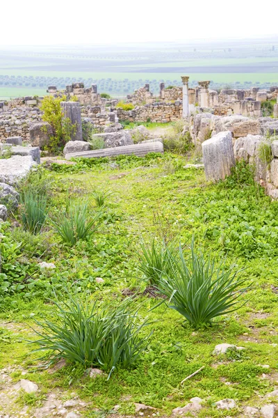 Volubilis in morocco  old roman deteriorated   and site — Stock Photo, Image