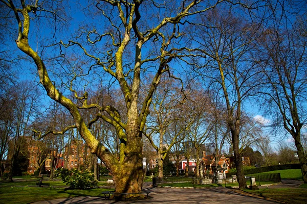 Parque en Londres árbol de primavera —  Fotos de Stock