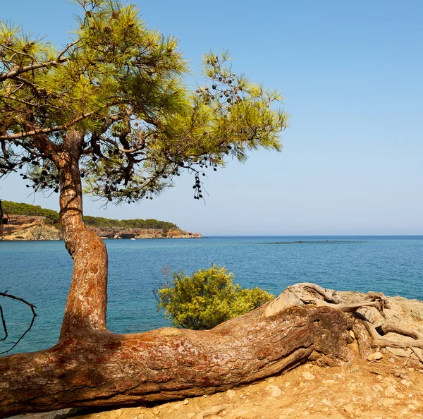 Pine plant en boom in de mediterrane Zie Turkije Europa — Stockfoto