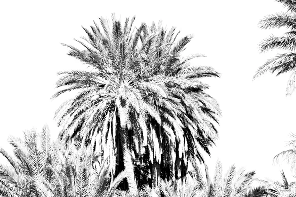 Tropisk palme i morokko africa alene og i himmelen – stockfoto