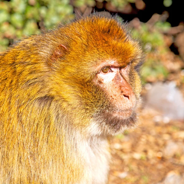 Bush aap in Afrika Marokko en natuurlijke achtergrond fauna sluiten — Stockfoto