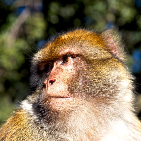 Vecchia scimmia in Africa Morocco e la fauna di sfondo naturale chiudi — Foto Stock