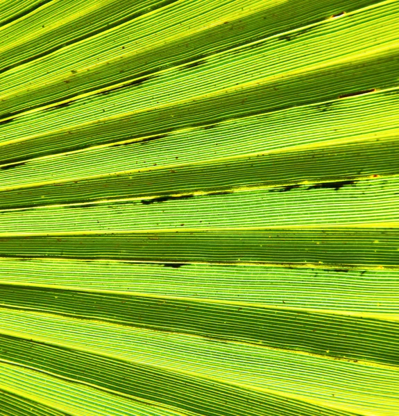 Feuille verte abstraite dans la lumière et l'ombre marocco africa — Photo