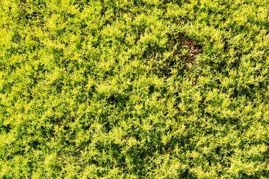 doku bitki Çam iğneleri renk ve doğa arka plan