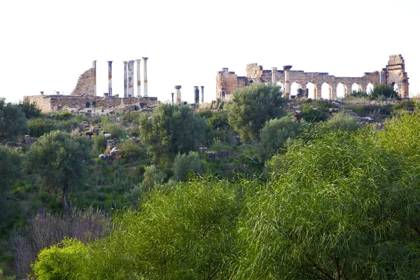 Volubilis στην Αφρική Μαρόκο η παλιά Ρωμαϊκή Μπους — Φωτογραφία Αρχείου