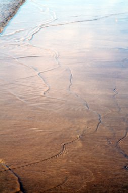 Fas Afrika kahverengi mavi Atlas Okyanusu