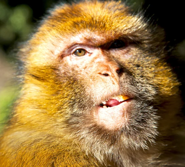 Oude aap in Afrika Marokko en natuurlijke achtergrond fauna sluiten — Stockfoto