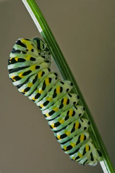 Papilionidae bir yeşil — Stok fotoğraf