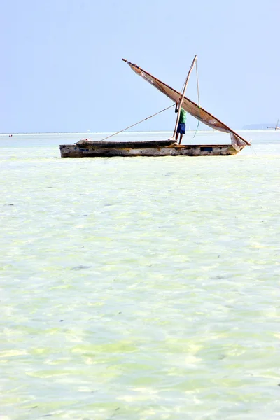 海滩在桑给巴尔海藻印度洋 — 图库照片