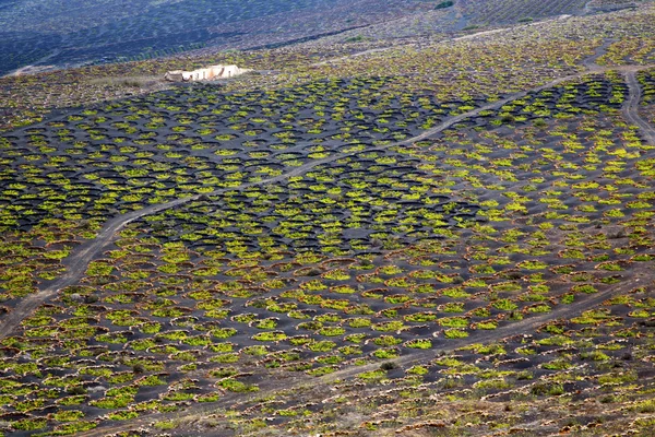 Abstrato adega lanzarote espanha la geria — Fotografia de Stock