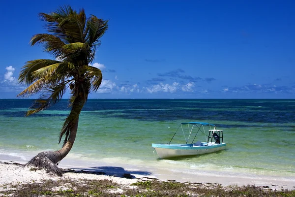 In mexico palm in the   and boat   of sian kaan — Stock Photo, Image