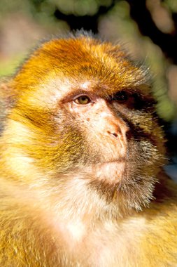 Fas fauna yakın çekim yaşlı maymun