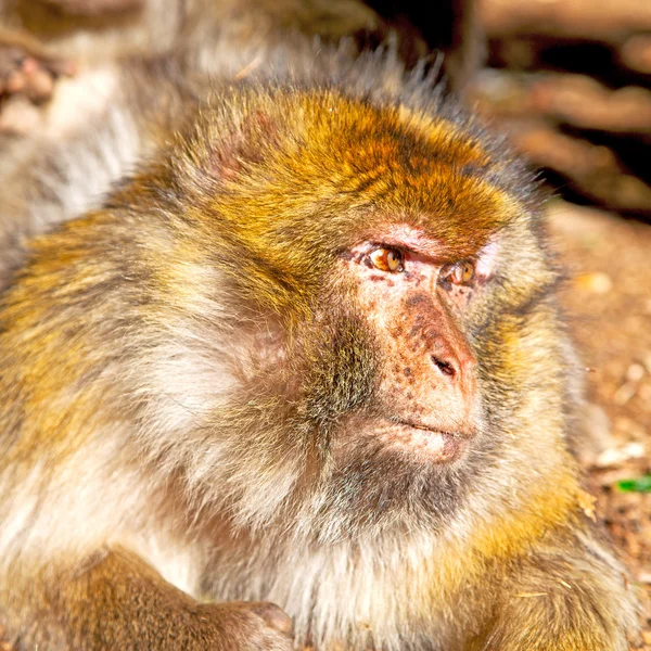 Scimmia cespuglio in Africa Morocco e la fauna di sfondo naturale chiudere — Foto Stock