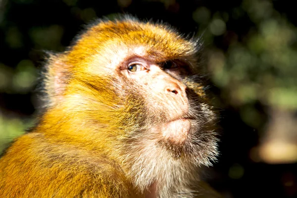 Cespuglio africa sfondo fauna primo piano — Foto Stock