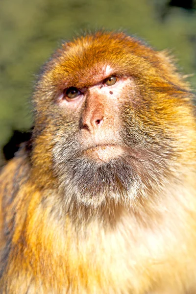 Oude aap in flora van de natuurlijke achtergrond close-up — Stockfoto