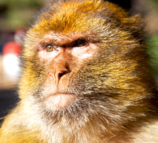 Oude aap in Afrika Marokko en natuurlijke achtergrond fauna sluiten — Stockfoto